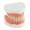 Dentures - Image 2